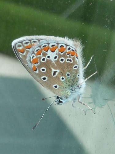 Polyommatus icarus
